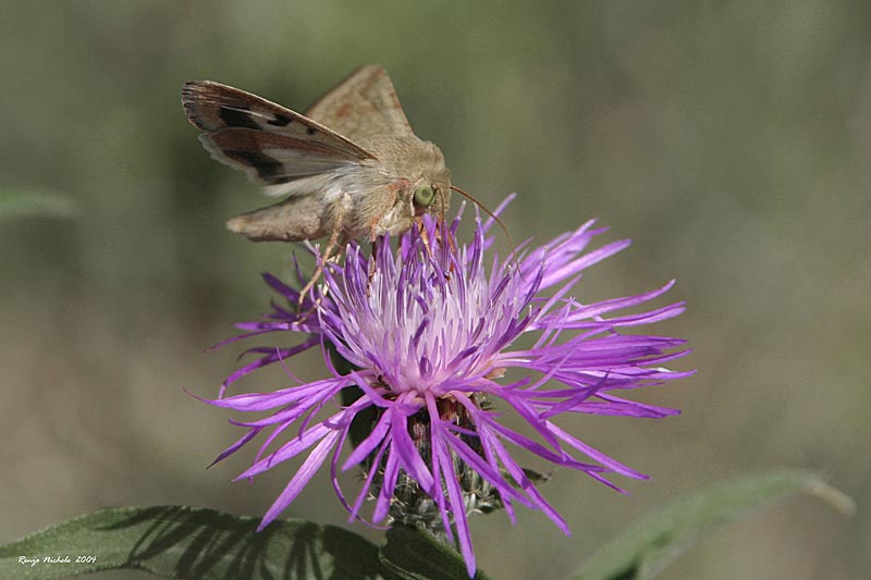 Noctuidae, Pieris brassicae, Polyommatus icarus